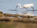 Aigrette garzette: pêche à la crevette