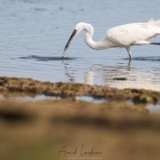 Aigrette garzette: pêche à la crevette