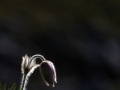 Pulsatille de printemps