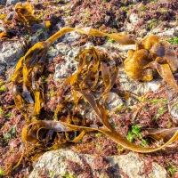 Ile d'Oléron: algues échouées