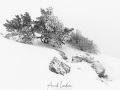 Mont Aigual: vent, neige et givre