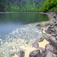 Lac des Corbeaux: dépôts de pollen