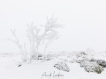 Mont Aigual: vent, neige et givre