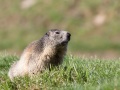 Marmotte