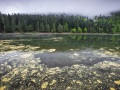 Lac des Corbeaux: dépôts de pollen
