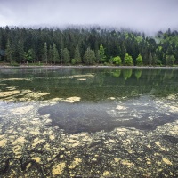 Lac des Corbeaux: dépôts de pollen