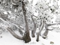 Mont Aigual: vent, neige et givre