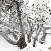 Mont Aigual: vent, neige et givre