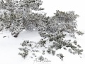 Mont Aigual: vent, neige et givre