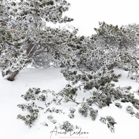 Mont Aigual: vent, neige et givre