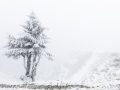 Mont Aigoual: vent, neige et givre