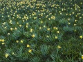 Champs de jonquilles en Aubrac