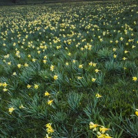 Champs de jonquilles en Aubrac