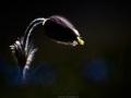 Pulsatille de printemps