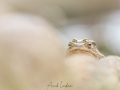 Crapaud commun