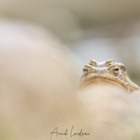 Crapaud commun