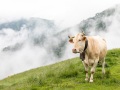 Pays basque: bétail en liberté dans les alpages. Il est donc recommandé d'adapter sa vitesse