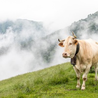 Pays basque: bétail en liberté dans les alpages. Il est donc recommandé d'adapter sa vitesse