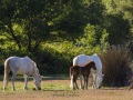 Chevaux camarguais