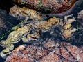 Crapaud commun
