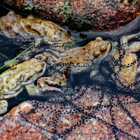 Crapaud commun