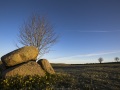 Aubrac: des cailloux et des jonquilles