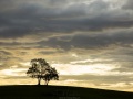 Deux arbres sur la colline
