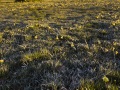 Aubrac: Champs de jonquilles