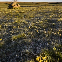 Aubrac: Champs de jonquilles