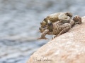 Crapaud commun