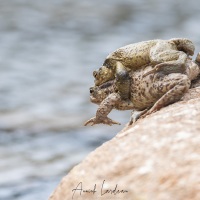 Crapaud commun