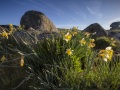 Aubrac: des jonquilles partout