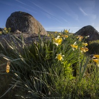 Aubrac: des jonquilles partout