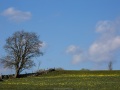 Aubrac: Champs de jonquilles