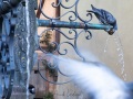 Riquewihr: pigeon se désaltérant