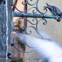 Riquewihr: pigeon se désaltérant