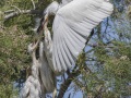 Aigrette garzette, Camargue