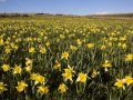 Aubrac: Champs de jonquilles