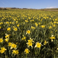 Aubrac: Champs de jonquilles