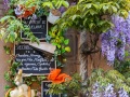 Riquewihr: glycine