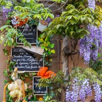 Riquewihr: glycine