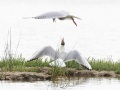 Réserve ornitholoique du Teich: prise de bec entre deux mouettes rieuses