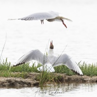 Réserve ornitholoique du Teich: prise de bec entre deux mouettes rieuses