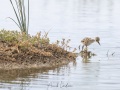 Réserve ornitholoique du Teich:  échasse blanche