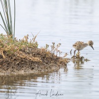 Réserve ornitholoique du Teich:  échasse blanche