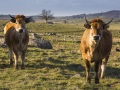 Vaches de la race Aubrac