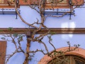 Riquewihr: tronc tortueux