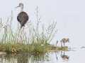 Réserve ornitholoique du Teich:  échasse blanche