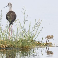 Réserve ornitholoique du Teich:  échasse blanche