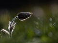 Pulsatille de printemps
